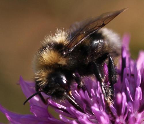 Bombus barbutellus