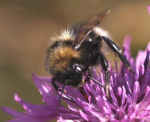 Bombus barbutellus