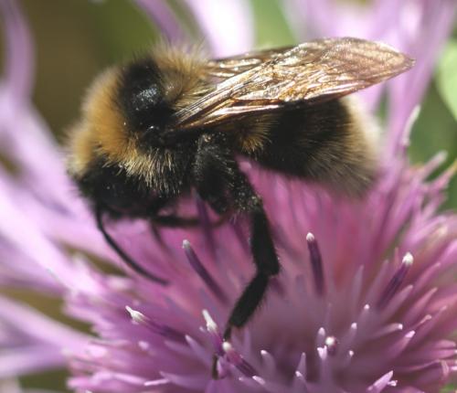Bombus barbutellus