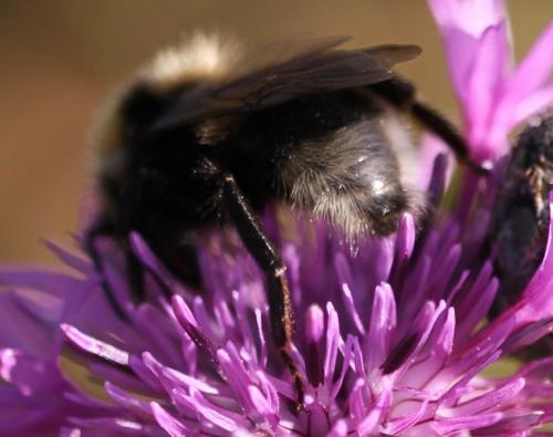 Bombus barbutellus