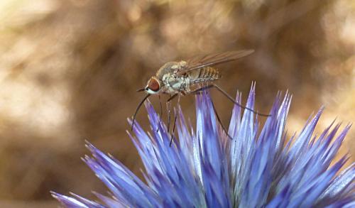 Phthiria sp.