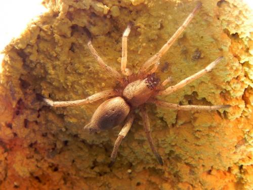 Réf. 153 717 : Drassodes sp.