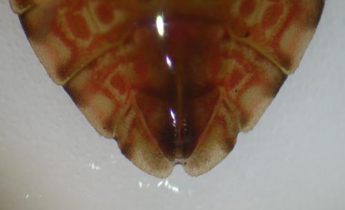 Aradus obtectus