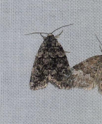 Bryophila galathea