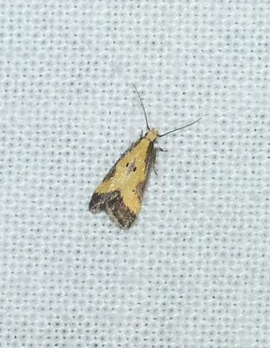 Brachmia dimidiella