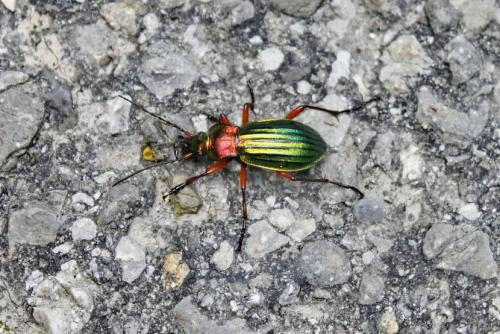 Réf. 153 529 : Carabus auronitens