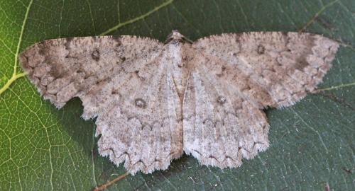 Réf. 153 871 : Charissa obscurata