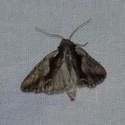 Réf. 153 990 : Calliergis ramosa