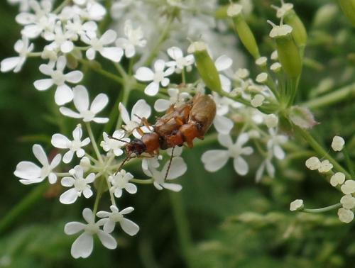 Orsodacne sp.