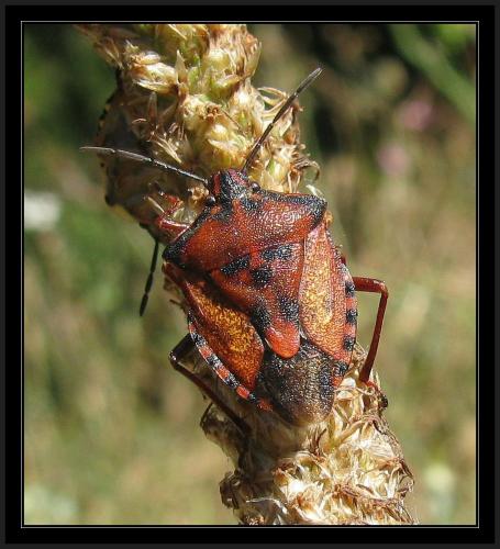 Carpocoris mediterraneus mediterraneus