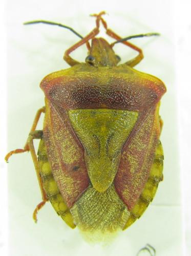 Réf. 153 052 : Carpocoris pudicus