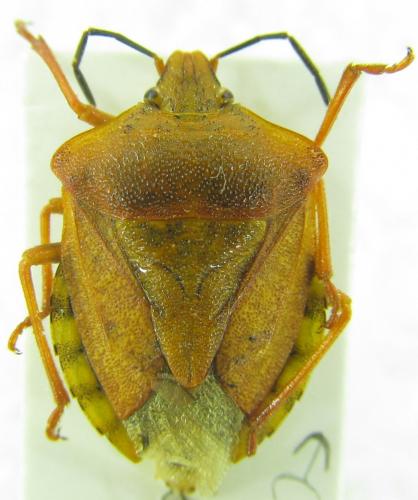 Réf. 153 055 : Carpocoris pudicus