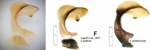 Réf. 153 335 : Carpocoris divers