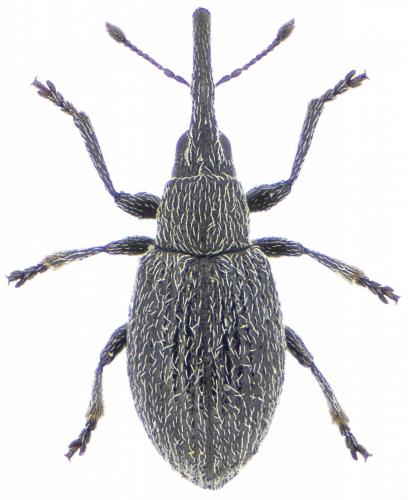 Réf. 153 930 : Catapion natricis