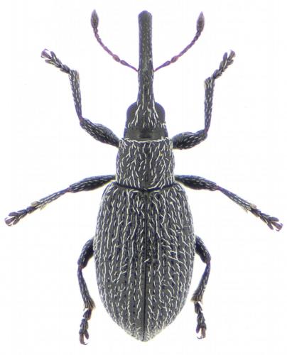 Catapion sp.