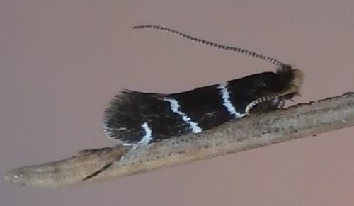 Eudarcia sp.