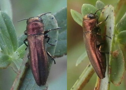 Réf. 153 678 : Agrilus hyperici