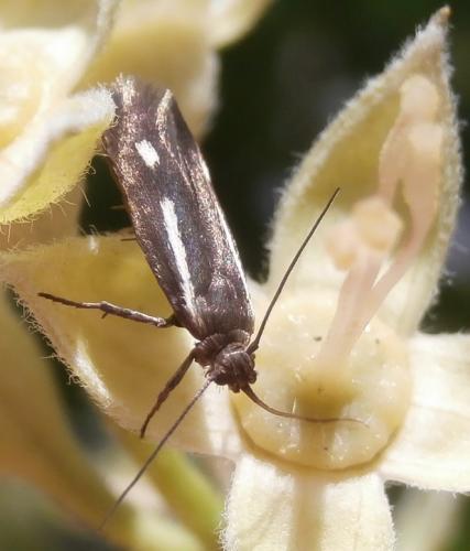 Réf. 153 999 : Scythris punctivittella