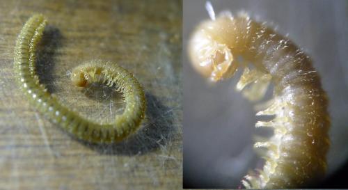 Réf. 153 411 : Trichoblaniulus hirsutus