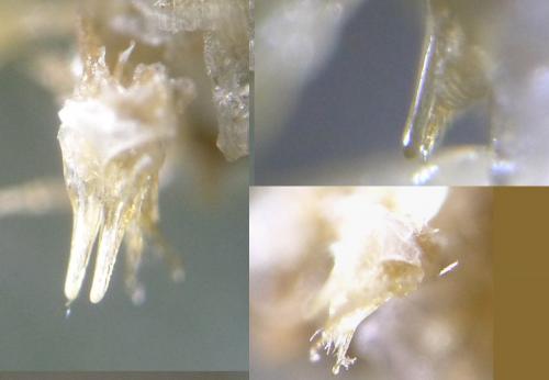 Réf. 153 412 : Trichoblaniulus hirsutus
