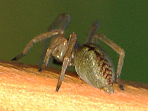 Cheiracanthium pennatum