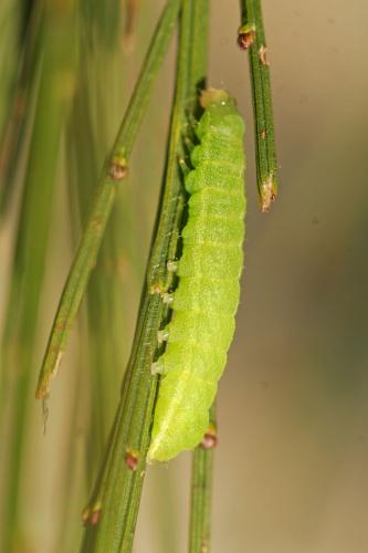 Phlogophora meticulosa
