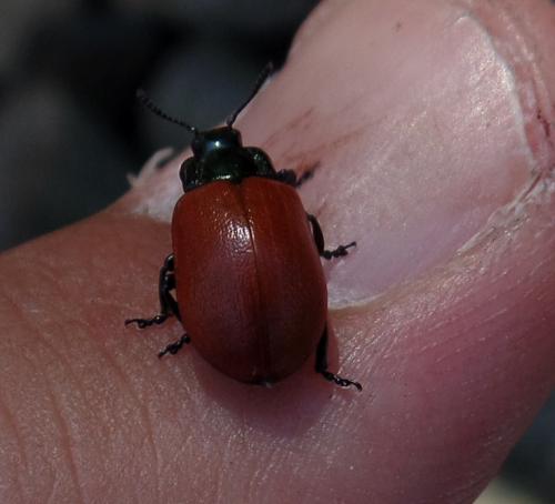 Réf. 153 419 : Chrysomela sp.