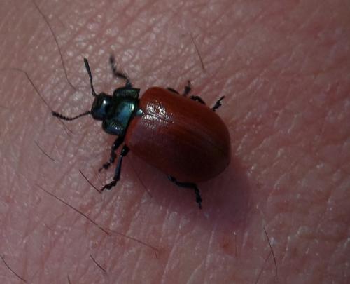 Chrysomela sp.