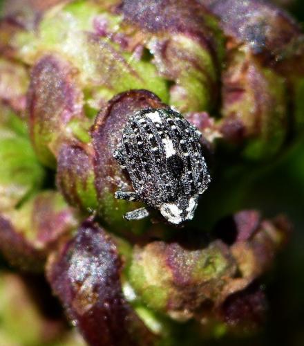 Réf. 153 121 : Cionus scrophulariae