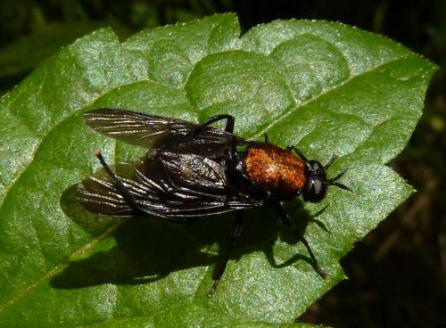 Clitellaria ephippium