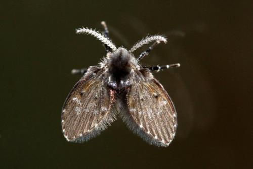 Clogmia albipunctata