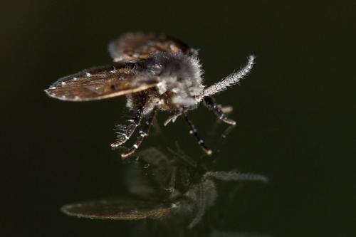 Clogmia albipunctata