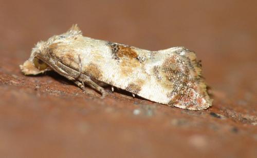 Réf. 153 682 : Cochylis millierana
