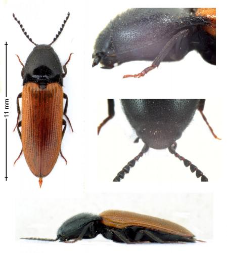 Ampedus nigroflavus