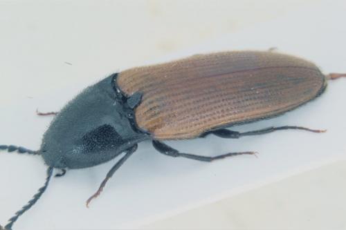 Ampedus nigroflavus