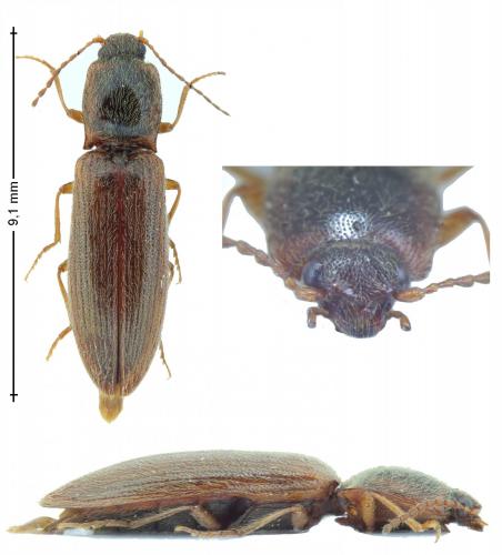 Réf. 153 139 : Athous subfuscus
