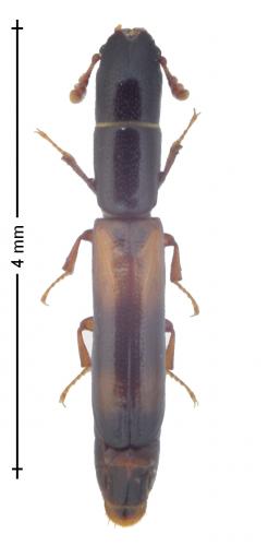 Réf. 153 432 : Nemozoma elongatum