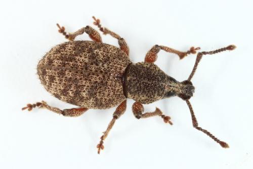 Réf. 153 124 : Otiorhynchus singularis