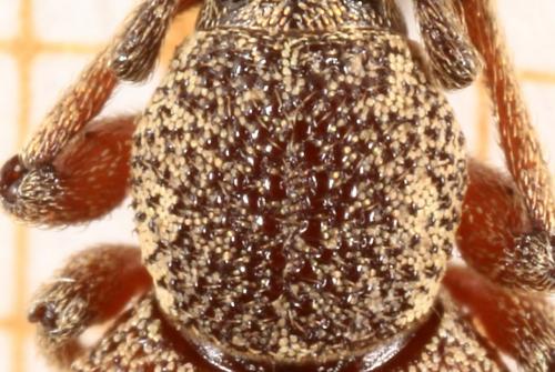 Réf. 153 134 : Otiorhynchus singularis