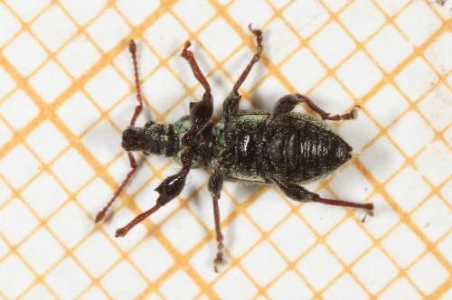 Phyllobius betulinus