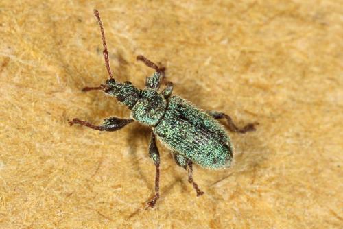 Réf. 153 620 : Phyllobius betulinus