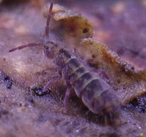 Isotomurus maculatus
