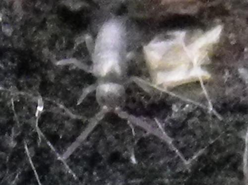Tomocerus minor