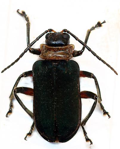 Dircema nigripenne
