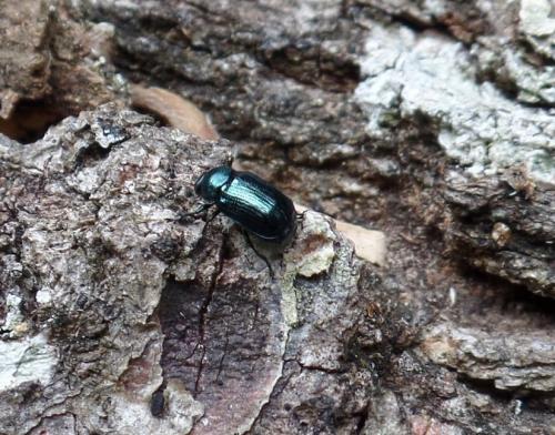 Cryptocephalus sp.
