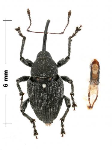 Réf. 153 911 : Curculio vicetinus