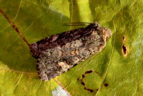 Dryobota labecula