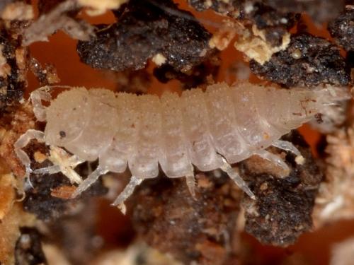 Réf. 153 111 : Haplophthalmus danicus