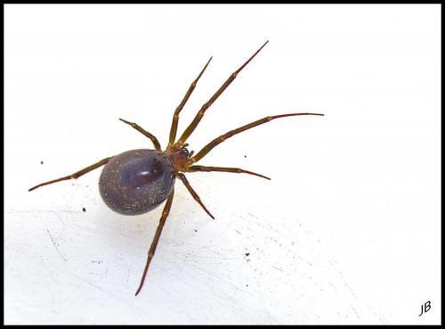 Steatoda grossa