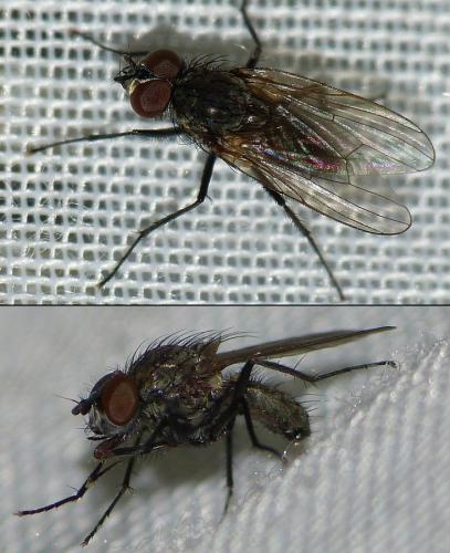 Réf. 153 136 : Delia sp.